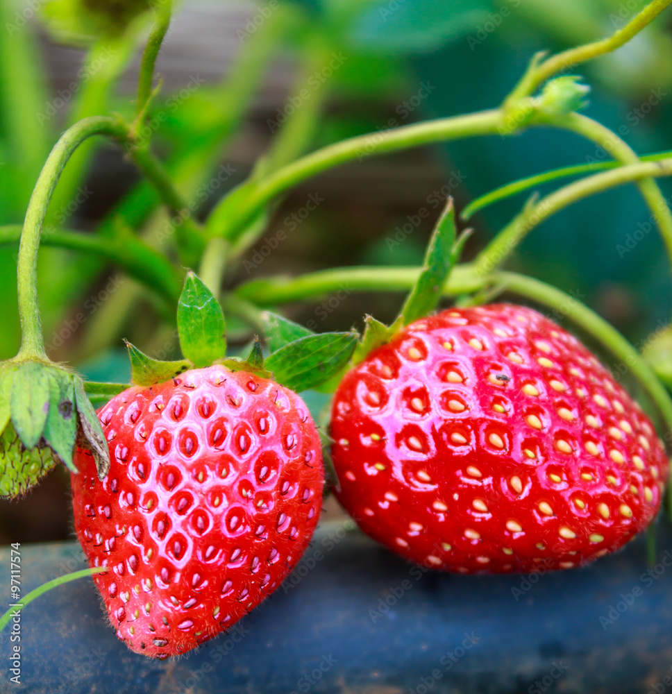 Cultivation of strawberries closeup view