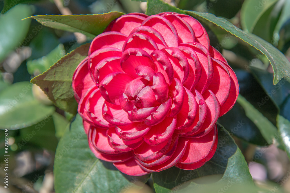 日本山茶花。（格鲁吉亚中部）