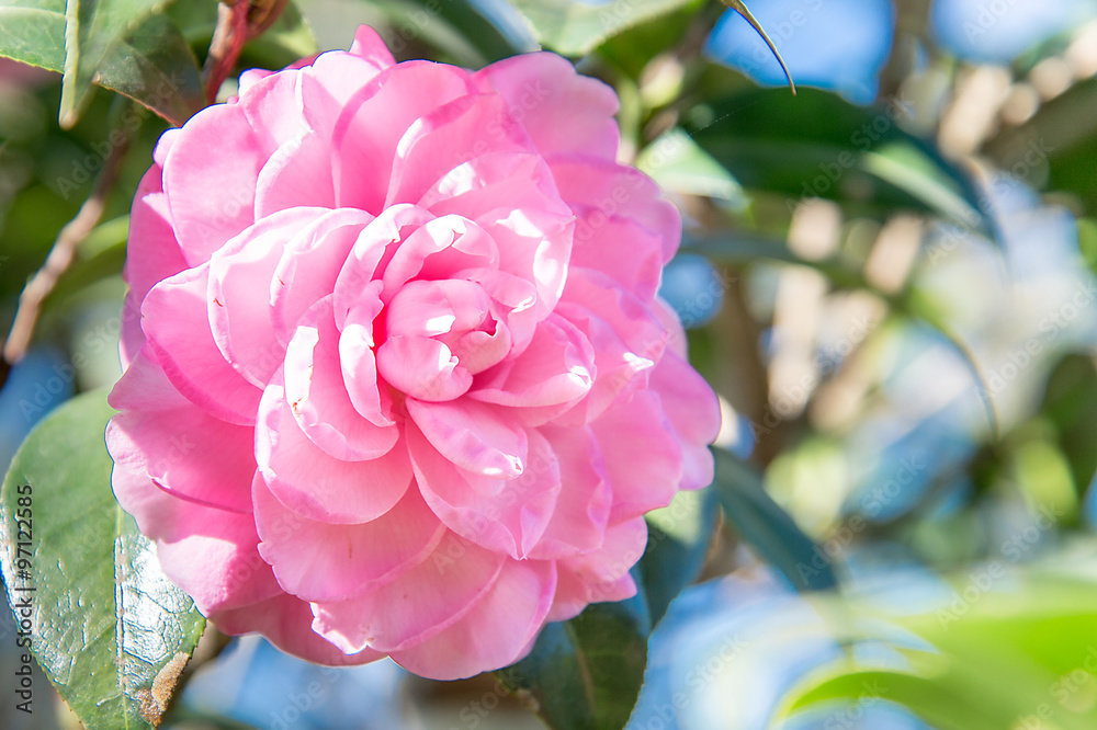 花园里的贝蒂·刘易斯红茶花