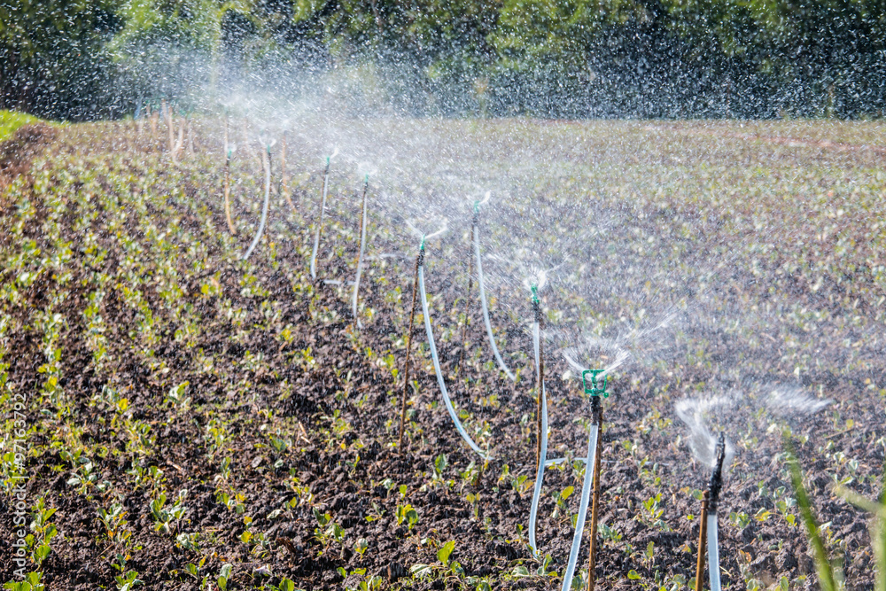 sprinkler watering the vegetable