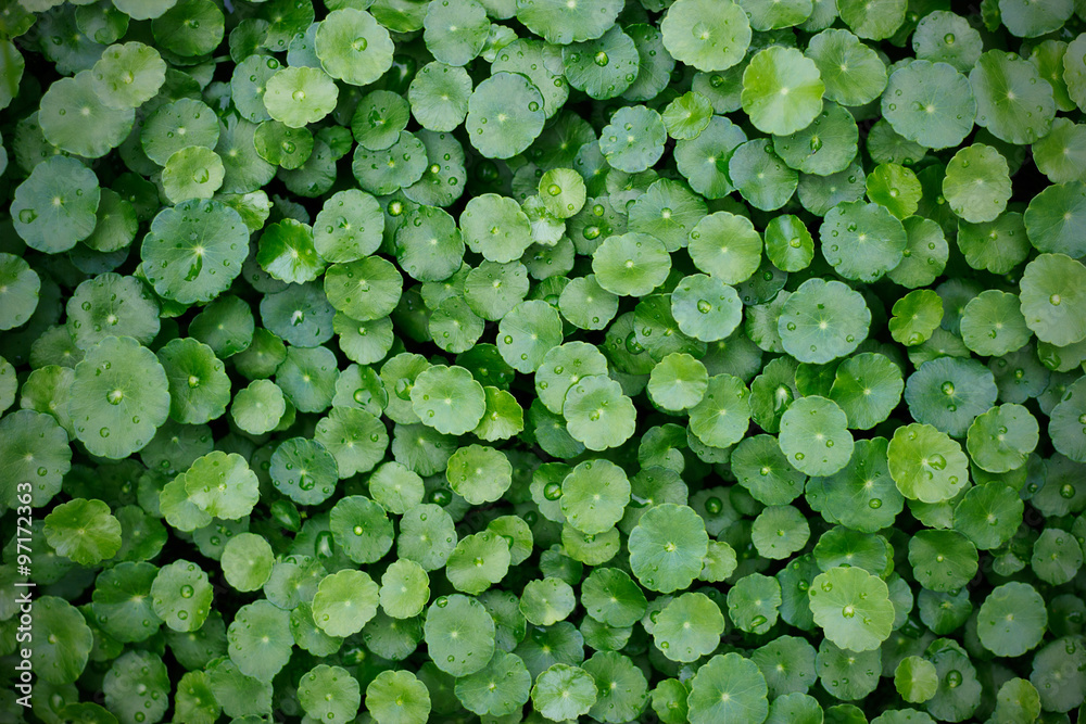 水文植物背景，雨后，水Pennywort，Centella