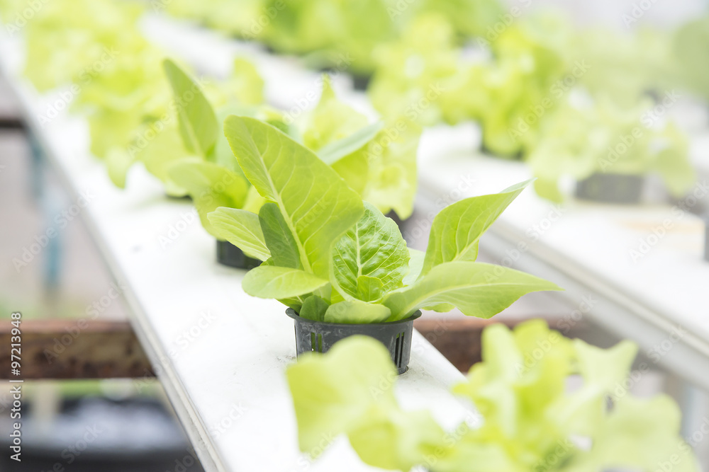 Hydroponic vegetable on the rail 