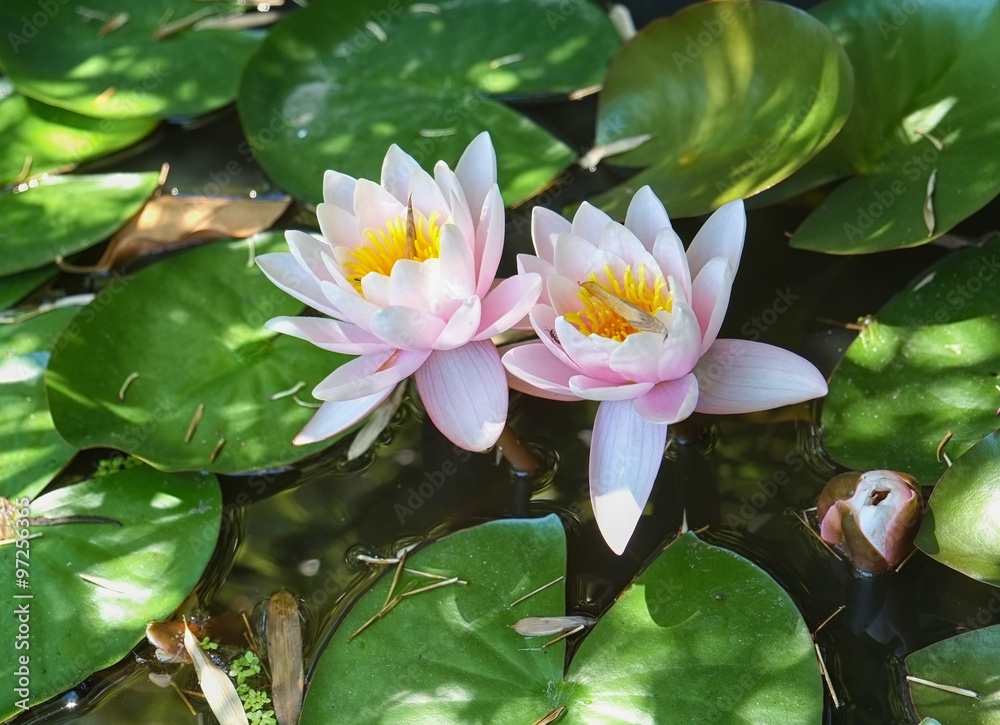 伊斯坦布尔池塘里的水百合花