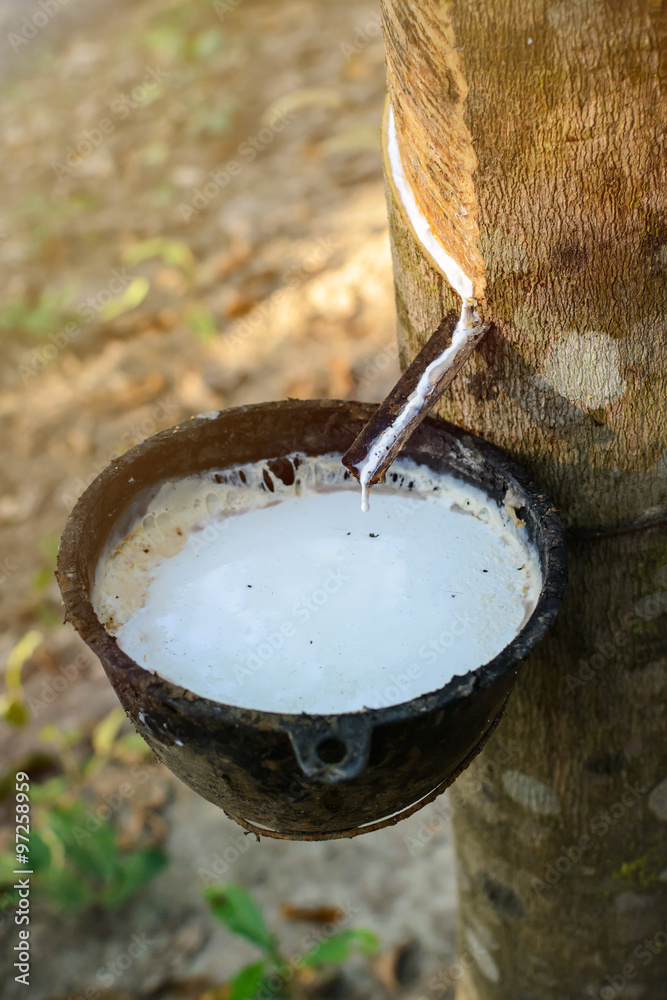 latex extracted from rubber tree