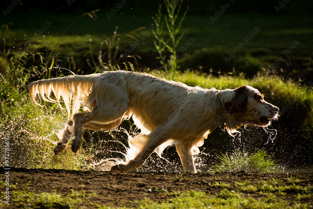 Dog setter running at the park all wet, backlight view