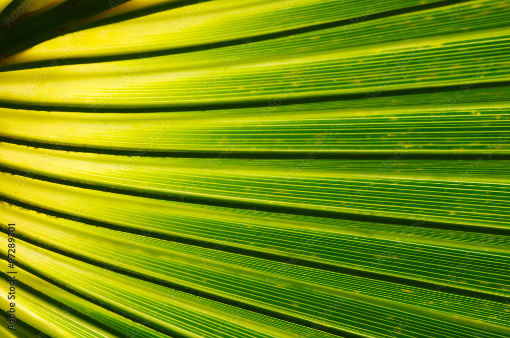  leaf texture