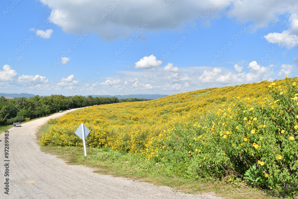 山山茶田自然景观景观