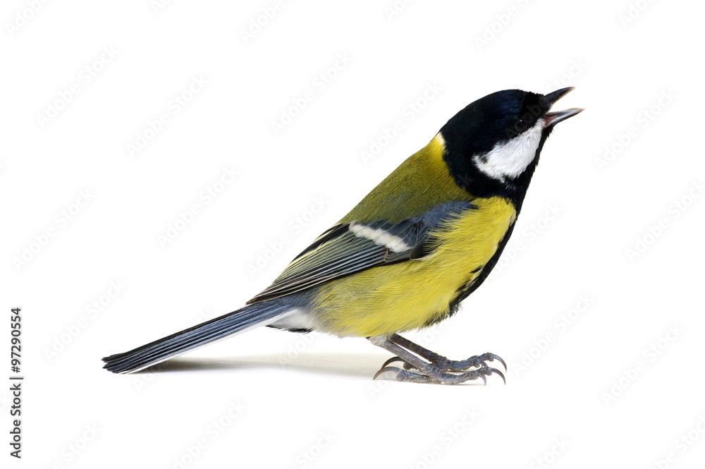 great tit