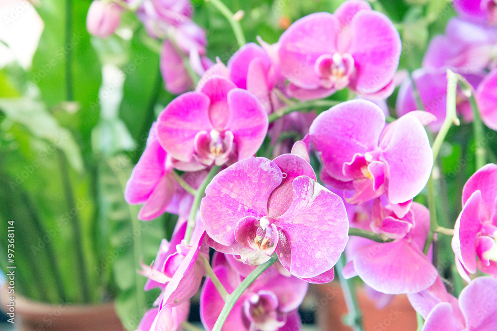 Beautiful pink orchid