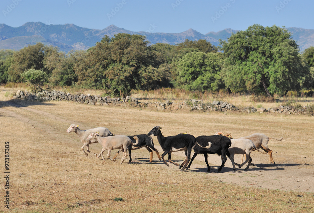 troupeau de moutons dans prairie en Balagne - Corse