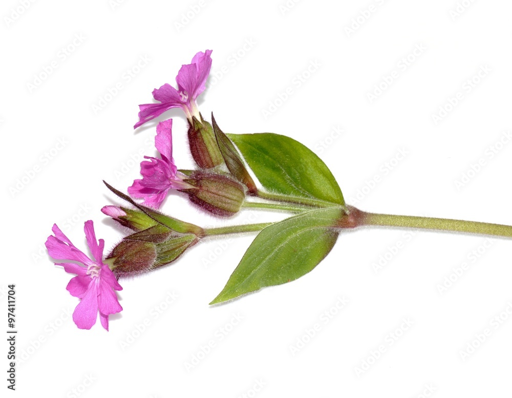 白色背景上的红色campion Silene dioica