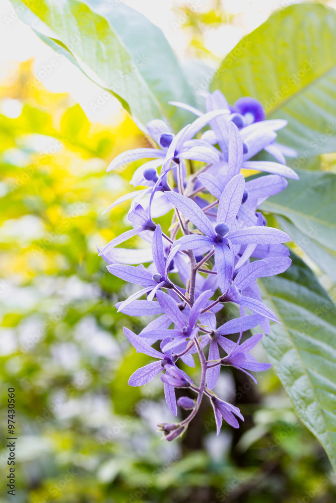 紫茉莉花，紫藤花