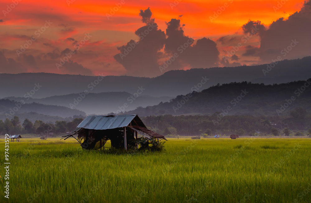 asian rice fields in evening winter