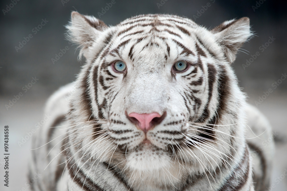 white bengal tiger