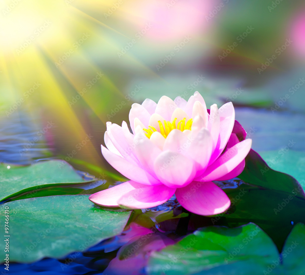 Water lily closeup in a pond. Lotus flower