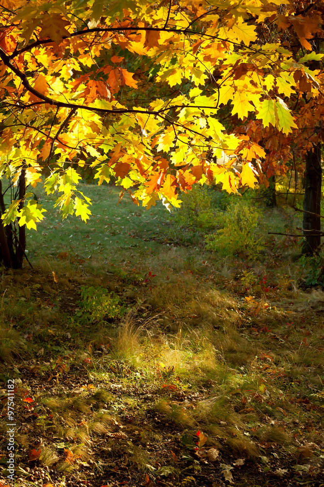 Autumn forest