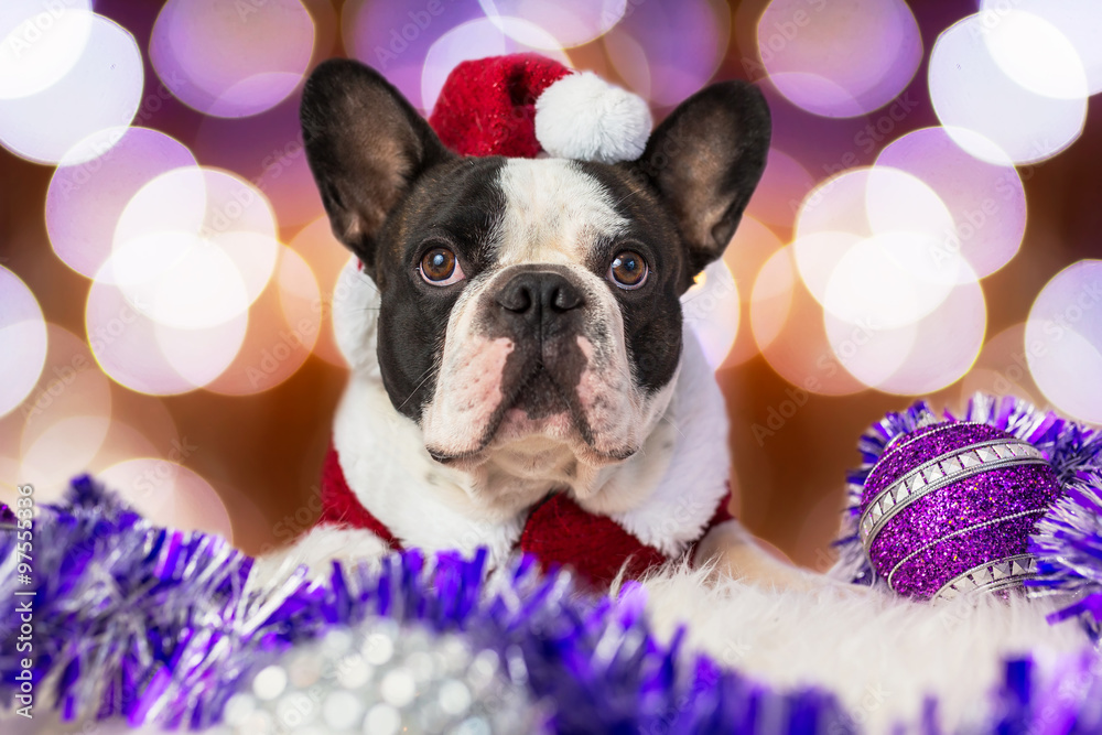 French bulldog in santa costume for Christmas