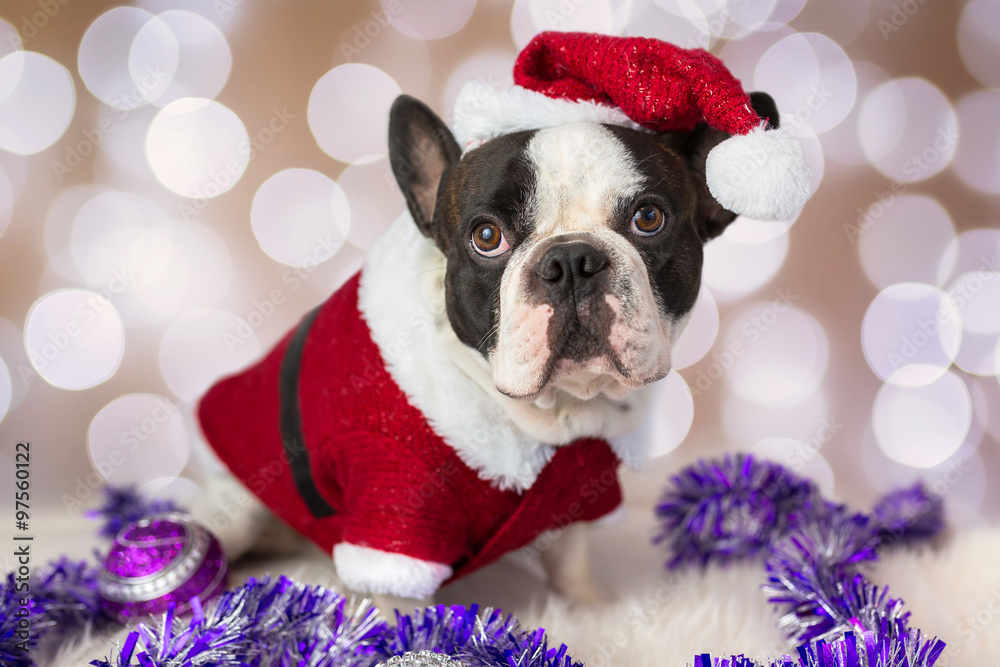 French bulldog in santa costume for Christmas