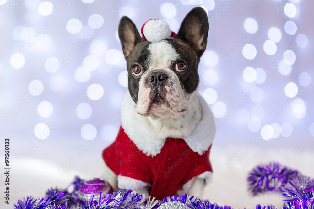 French bulldog in santa costume for Christmas