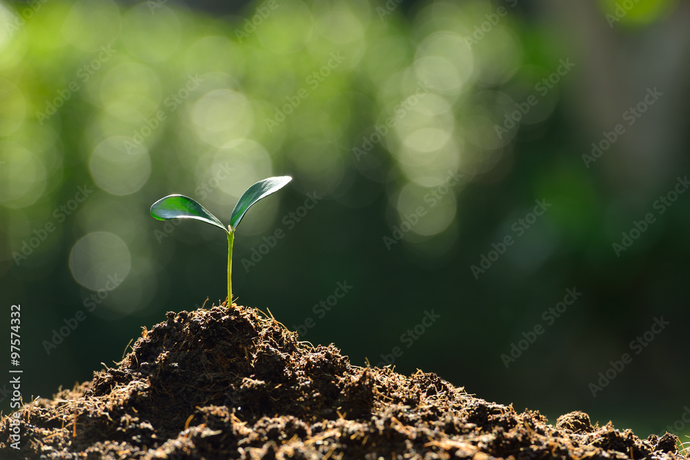 Young plant in the morning light on nature background