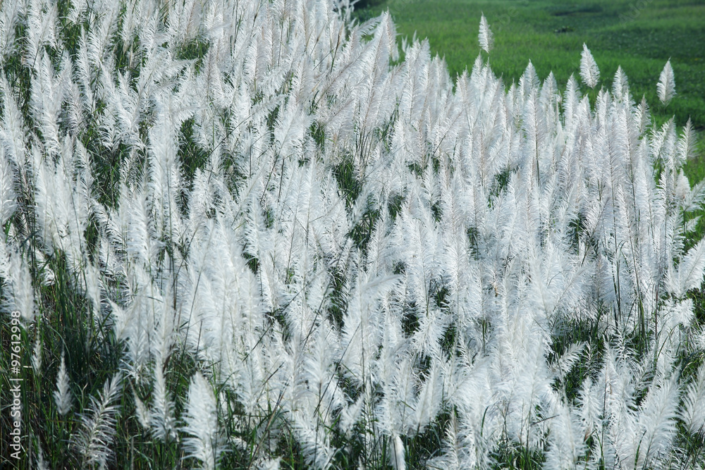 芦苇草地