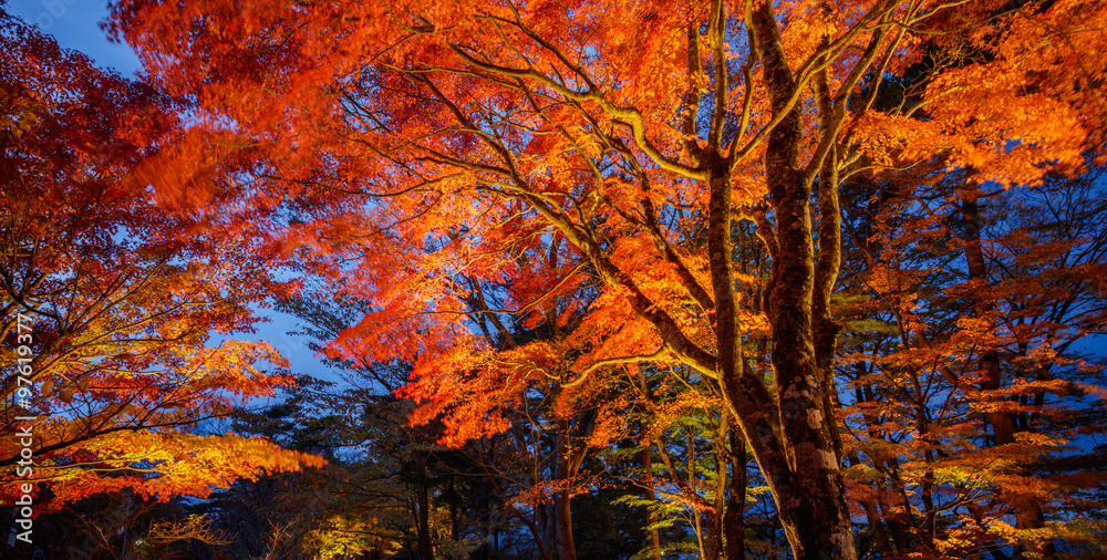 Maple light up at night, Yamanaka lake, Japan