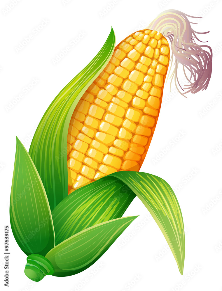 Fresh corn on the cob