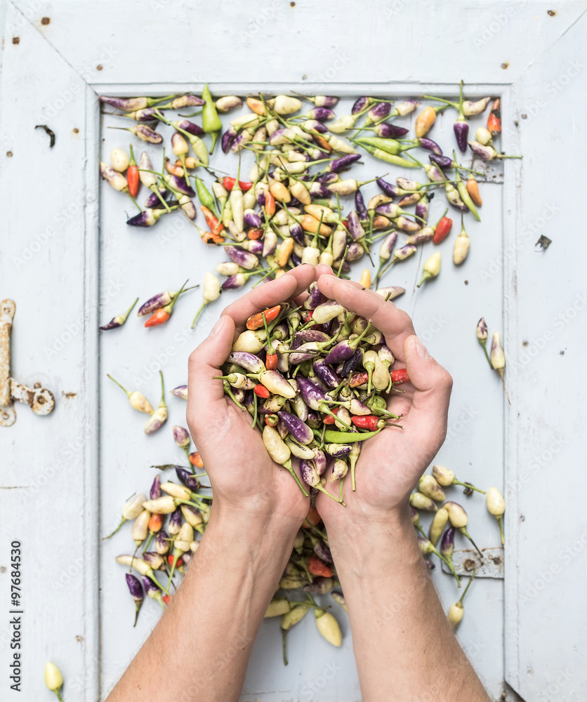 Mans hands keep of small hot Turkish辣椒