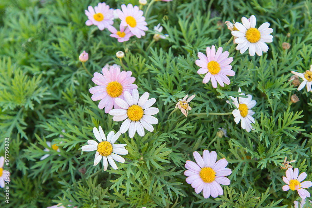 Marguerite、Paris Daisy (Argyranthemum frutescens)