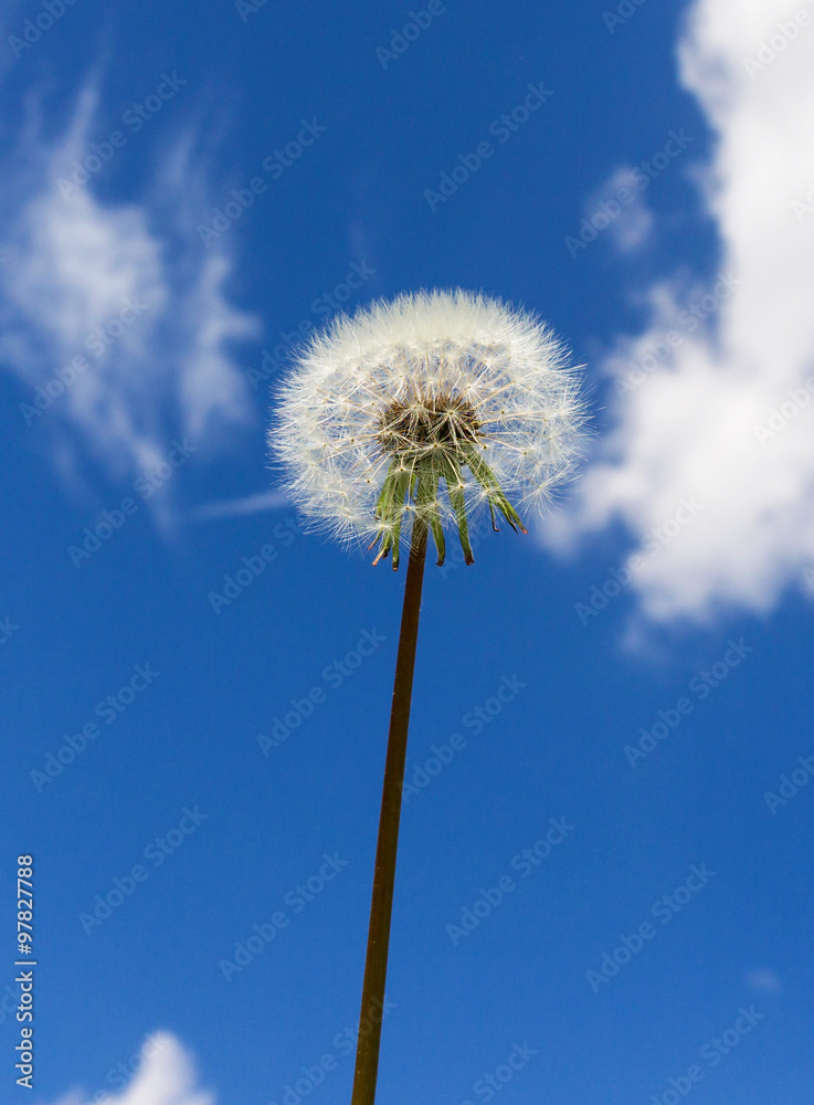 Pusteblume