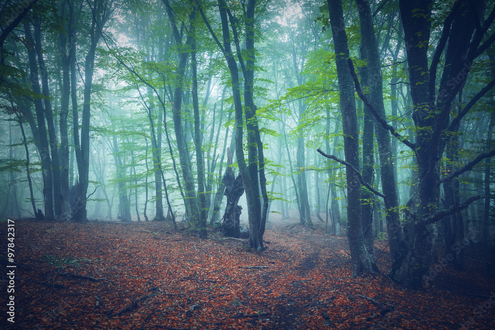 Autumn forest in fog. Beautiful natural landscape.