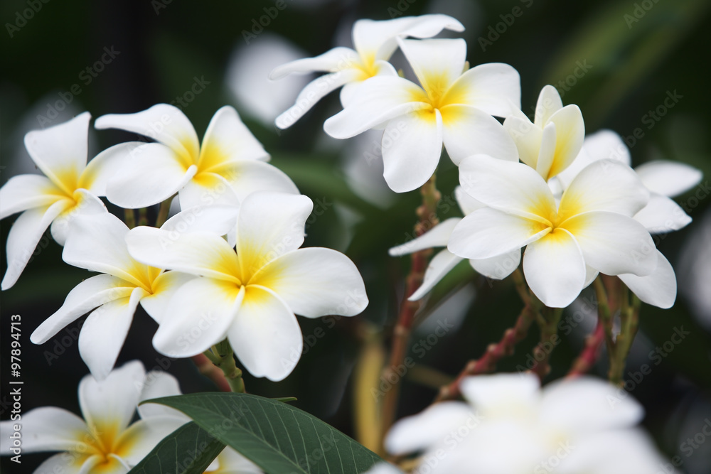 鸡蛋花