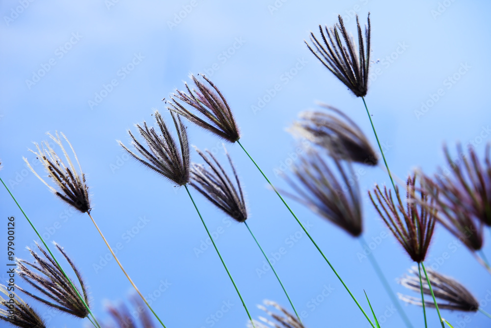 芦苇花背景。