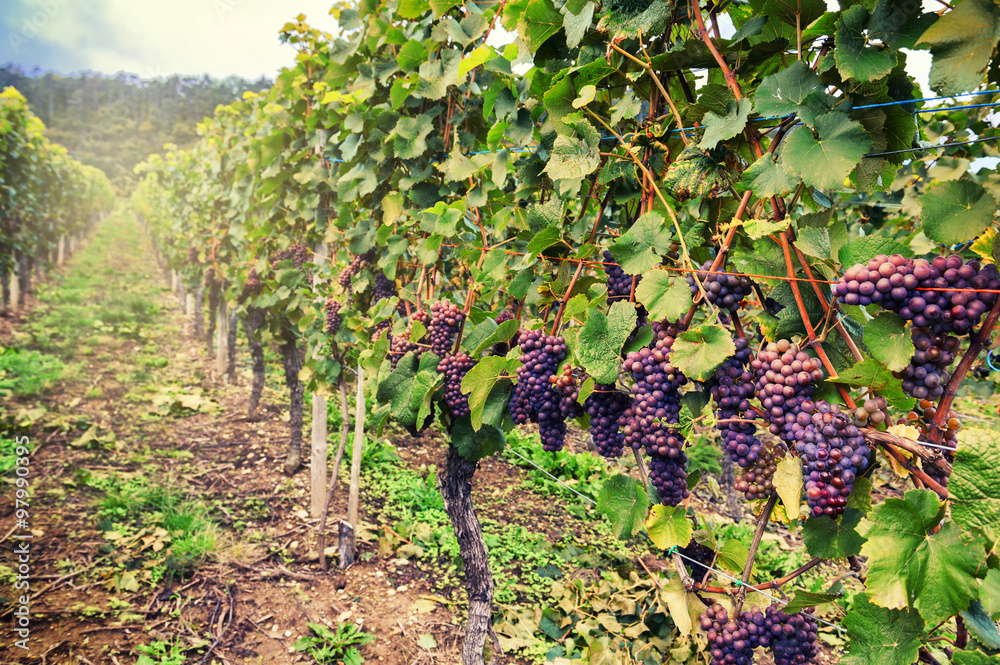 Landscape with autumn vineyards and organic grape