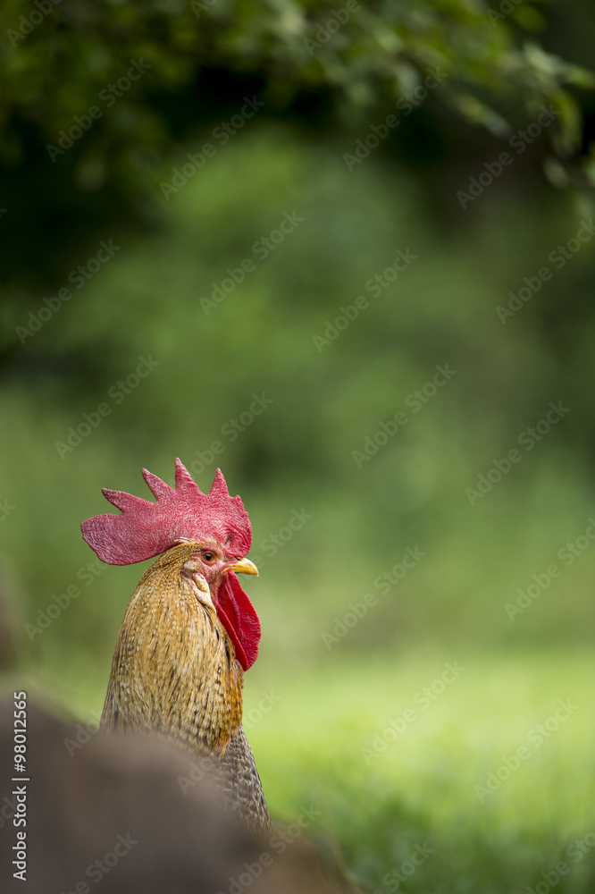 Coq en extérieur à la campagne