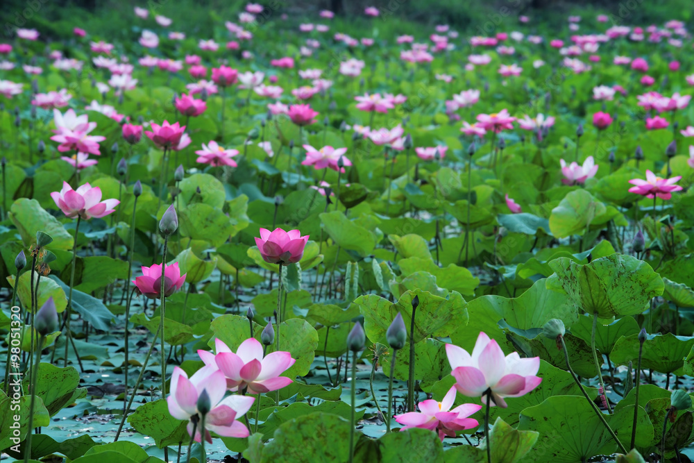 池塘里的荷花