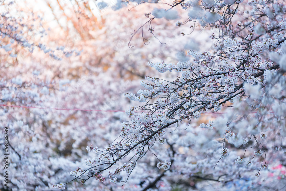 上野公园的樱花或樱花。