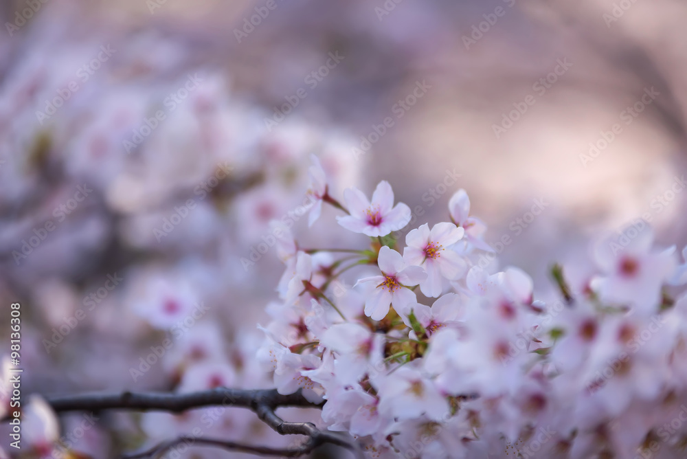 樱花或樱花在日本