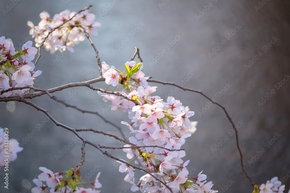 樱花或樱花在日本