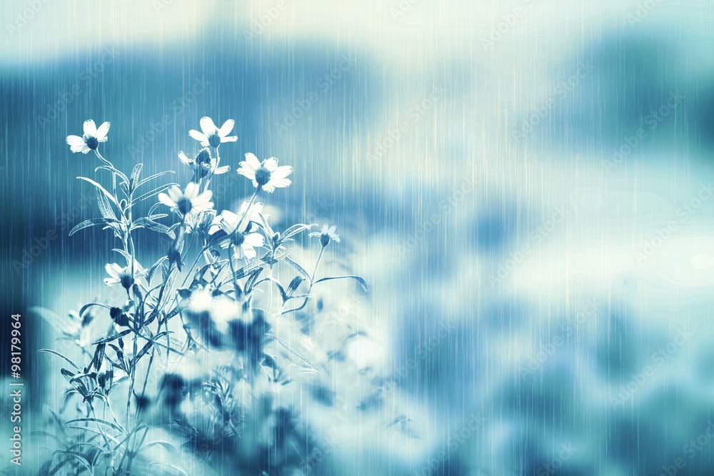 fresh white daisy flower in soft light and heavy rain with copy