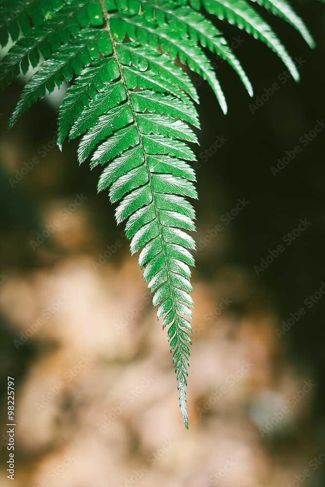 背景模糊的复古柔和模糊绿色蕨类植物叶子，带有散焦。