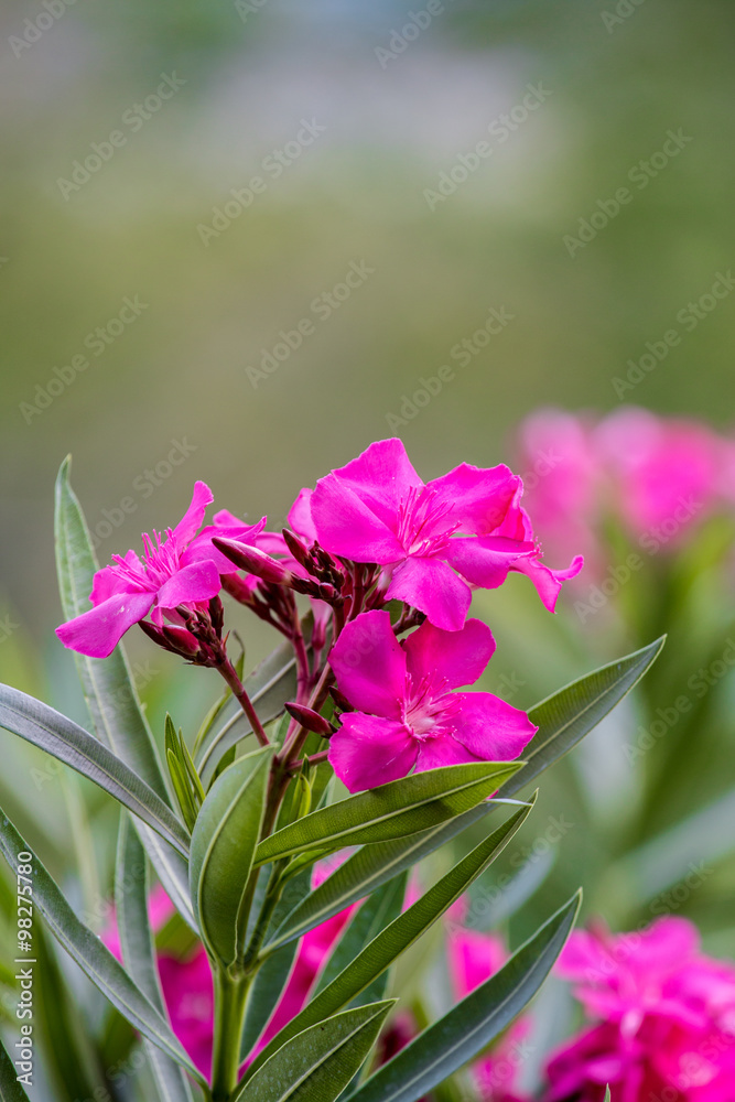 夹竹桃花