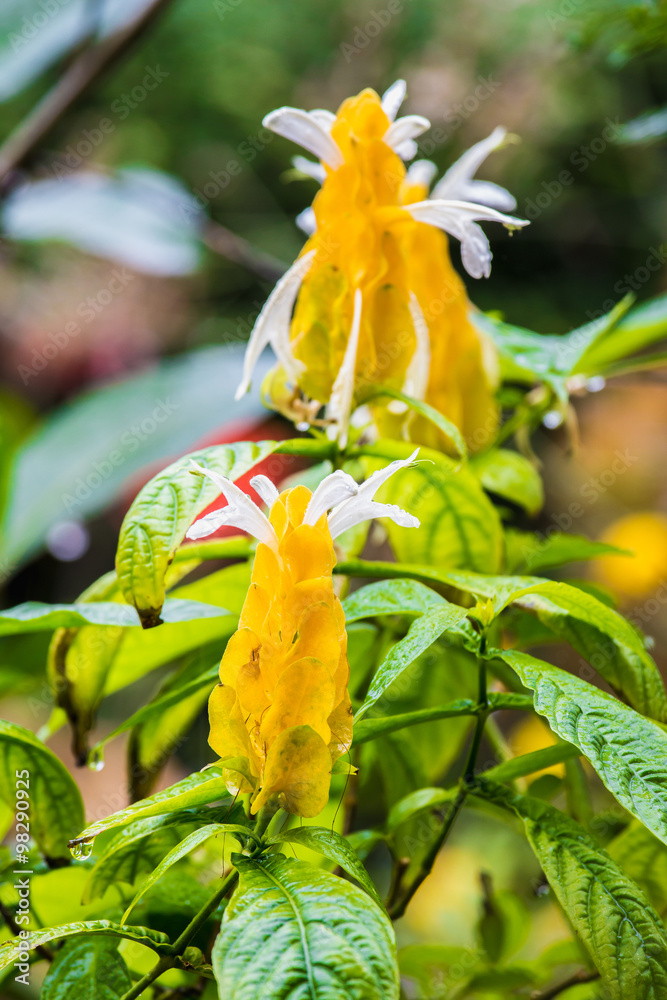 Lollypps植物，蜡烛植物，金色蜡烛，金色虾花