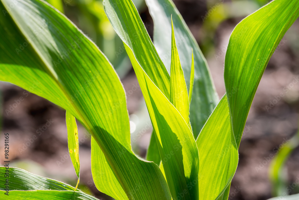 Corn in the fields.