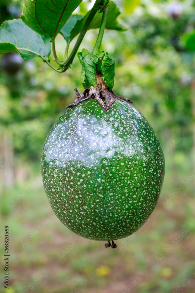 fresh passion fruit close up on tree