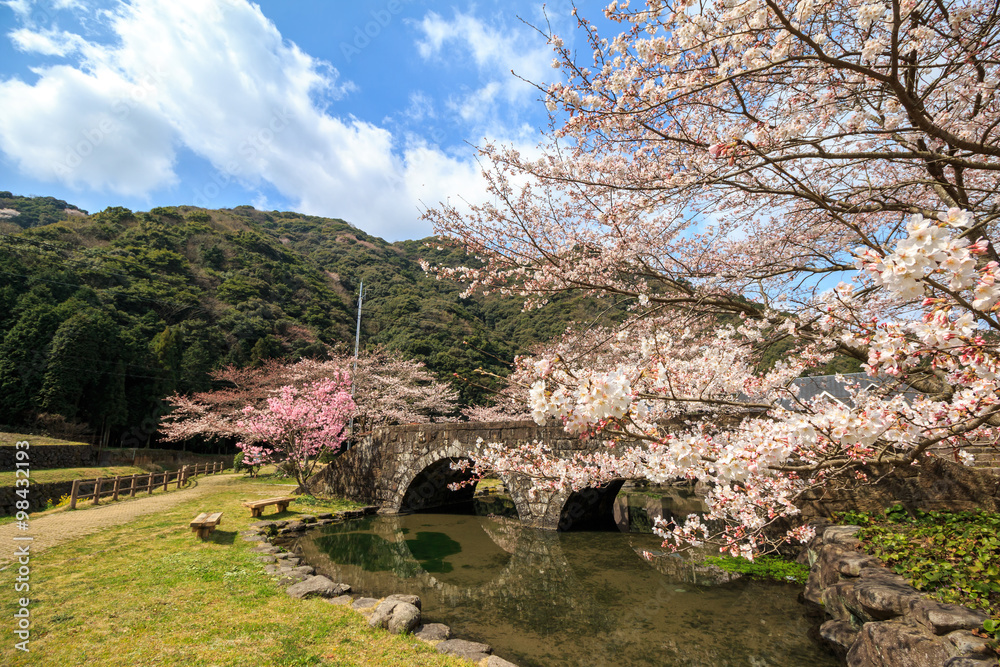 桜の花