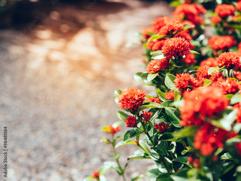 vintage flowers background