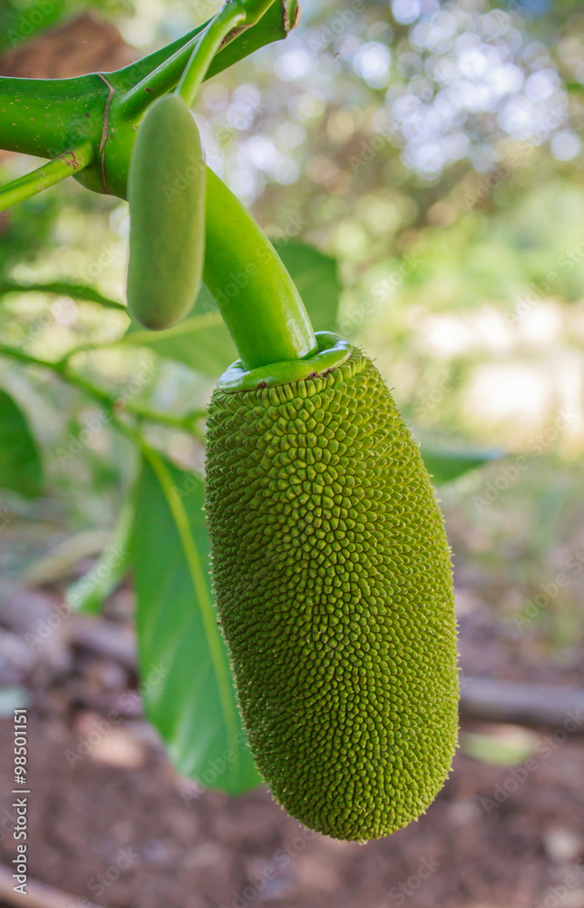 早上树上的小菠萝蜜