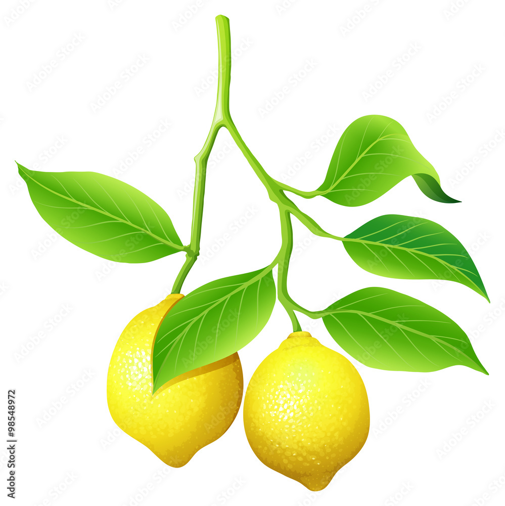 Fresh lemon on branch