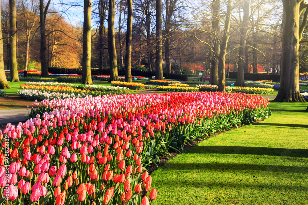 Spring landscape with multicolor tulips